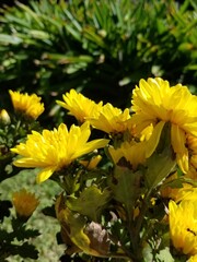yellow chrysanthemum flowers