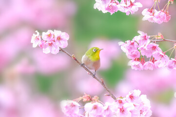 Fototapeta na wymiar 桜とメジロ