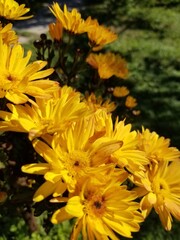 yellow chrysanthemum flowers
