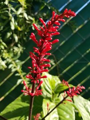 little red flower in the garden