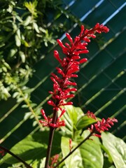 little red flower in the garden