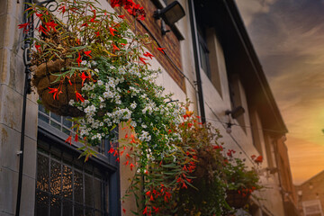 plants on a building outdoor