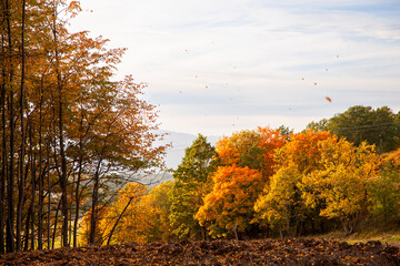 Autumn leaves blown by the wind on windy weather. beautiful fall landscape with colorful trees