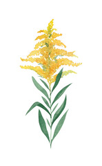 Goldenrod painted in watercolor. Direct branch. Yellow. Isolated. Scrapbooking