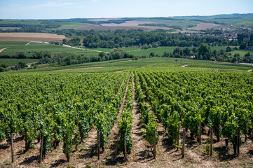 Fototapeta na wymiar Panoramic view on Chablis Grand Cru appellation vineyards with grapes growing on limestone and marl soils, Burdundy, France