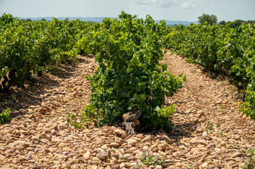 Green grapevines growing on rounded pebbles on vineyards near famous winemaking ancient village Châteauneuf-du-Pape, Provence, France