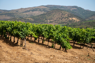 Fototapeta na wymiar View on vineyards Cotes de Provence, production of rose wine near Saint-Tropez, Var, France