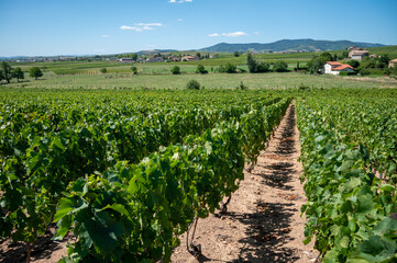 View on vineyards near Mont Brouilly, wine appellation Côte de Brouilly beaujolais wine making...