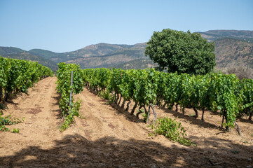 Fototapeta na wymiar View on vineyards Cotes de Provence, production of rose wine near Saint-Tropez, Var, France