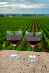 Tasting of red dry pinot noir wine in glass on premier and grand cru vineyards in Burgundy wine making region near Vosne-Romanée village, France