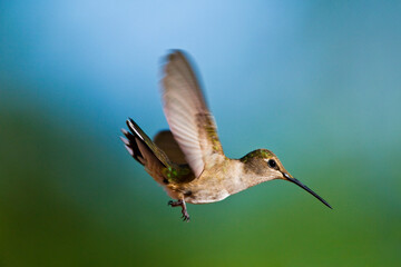 A profile of a hummingbird in flight