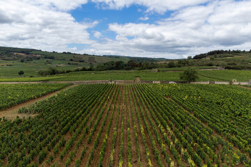 Aerial view on green vineyards with growing grapes plants, production of high quality famous French white wine in Puligny-Montrachet village, Burgundy, France