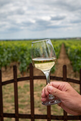 Tasting of white dry wine made from Chardonnay grapes on grand cru classe vineyards near Puligny-Montrachet village, Burgundy, France