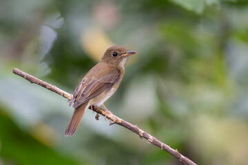 Brown-chested Jungle Flycatcher perched on a branch.