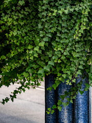 Fototapeta premium Efeu an der Hauswand
