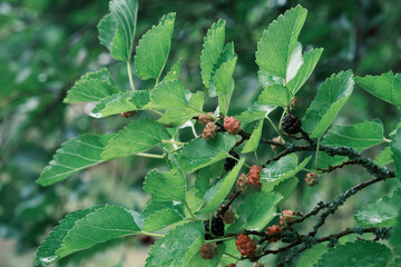 mulberry with berries, green leaves with raindrops