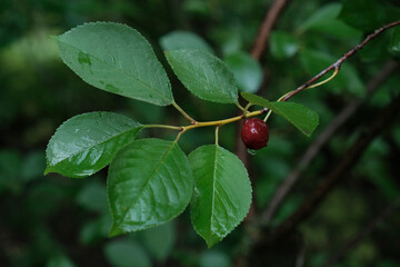 red cherry berry with green leaves