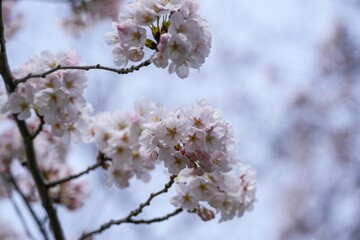 青空バックに見上げる満開のソメイヨシノ桜