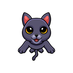 Cute chartreux cat cartoon posing