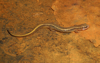 Northern two-lined salamander (Eurycea bislineata) sitting in the shallow edge of a stream. 