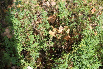 green moss on the stone