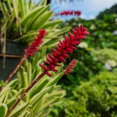 red and yellow flower