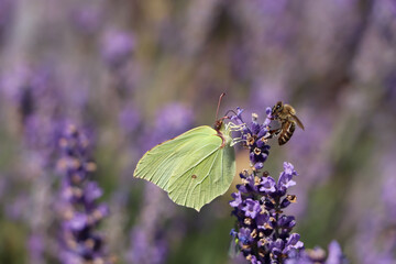 Beautiful butterfly in lavender field on sunny day, closeup
