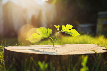 Green seedling growing out of stump outdoors on sunny day. New life concept