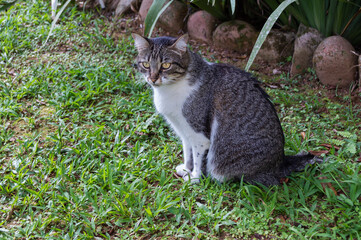 Gray cat sitting on the lawn.