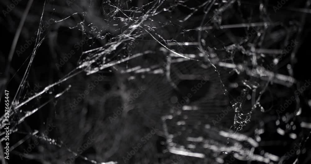 Wall mural pushing through a mess of spooky cobwebs at night. halloween spider web background.