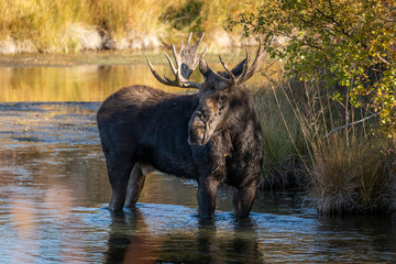 Bull moose in a creek looking back