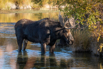Naklejka na ściany i meble Bull moose standing in a creek