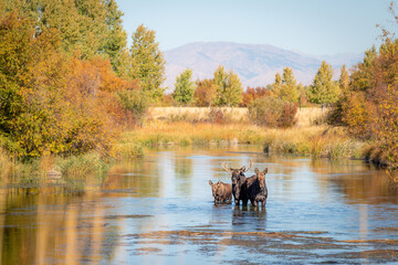 Moose family in a creek with fall colors and mountains