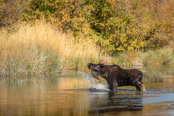 Bull moose kicking water