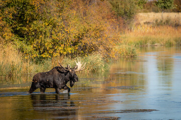 Bull moose wading in a creek in the fall