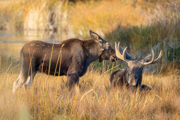 Moose calf with a bull