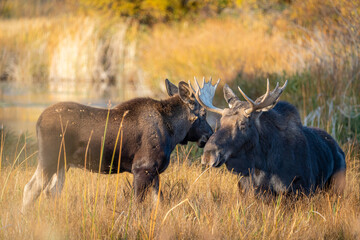 Bull moose with a calf