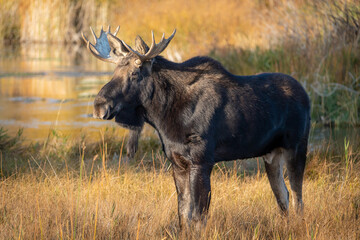 Bull moose portrait in the early morning