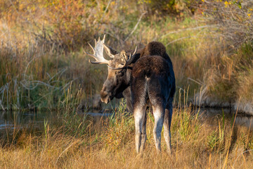 Bull moose looking back
