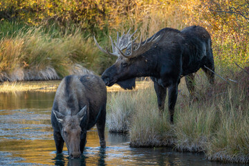 Bull moose sniffing a cow during rut mating season
