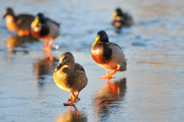 ducks on the lake 2022