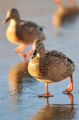 ducks on the lake 2022