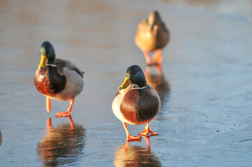 ducks on the lake 2022