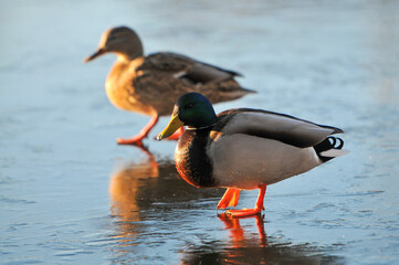 ducks on the lake 2022