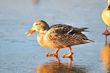 ducks on the lake 2022