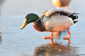 ducks on the lake 2022