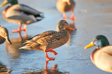 ducks on the lake 2022