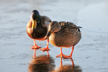 ducks on the lake 2022
