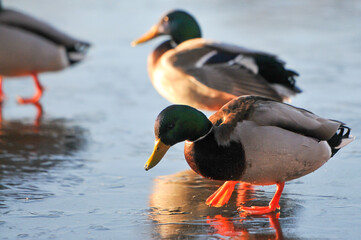 ducks on the lake 2022