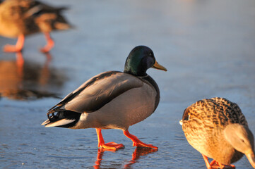 ducks on the lake 2022